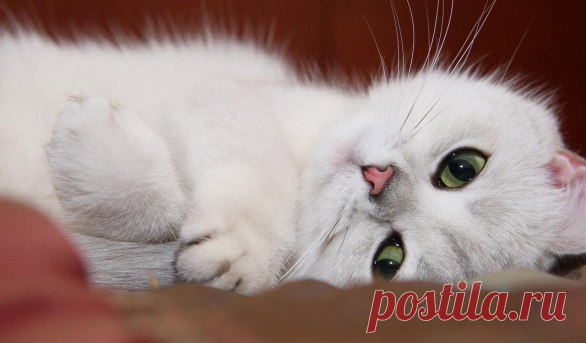 Фото Милая белая кошка с зелеными глазами, страница