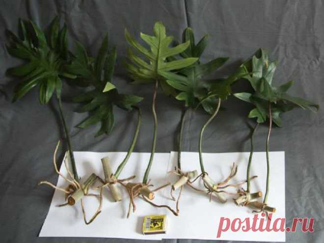 Уход за цветком филодендрон в домашних условиях — основыне виды с названиями
