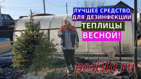 Лучшее средство для дезинфекции теплицы весной | Вдали от города (огород + подсобное хозяйство) | Дзен