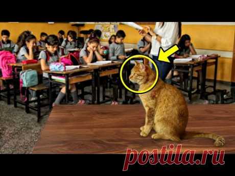 Бездомный кот каждый день приходил в школу, а затем произошло что-то шокирующее!