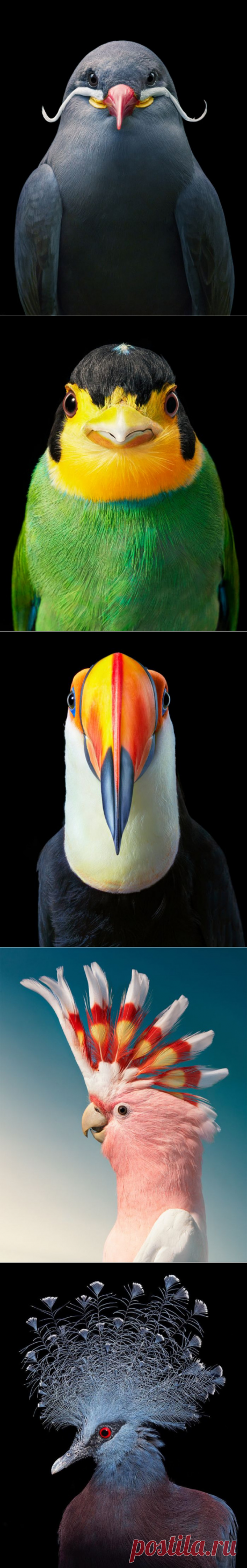 Красочные портреты птиц, которые делает фотограф Тим Флэк