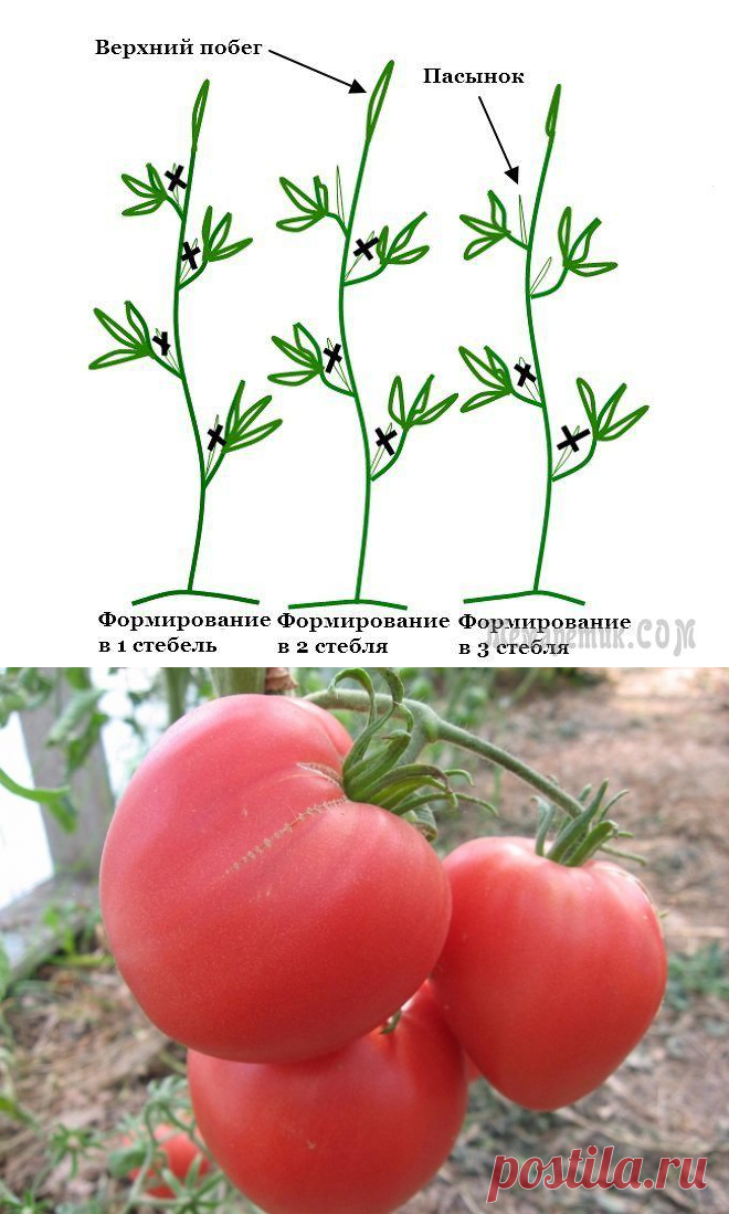 Надо ли пасынковать помидоры. Пасынкование томатов. Пасынковать томаты. Схема пасынкования томатов. Помидоры черри пасынкование.