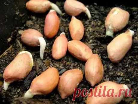 Как сажать арахис – посадка семян арахиса на огороде