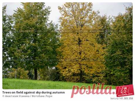 Trees on field against sky during autumn Стоковое фото, фотограф Анастасия Усанина / Фотобанк Лори