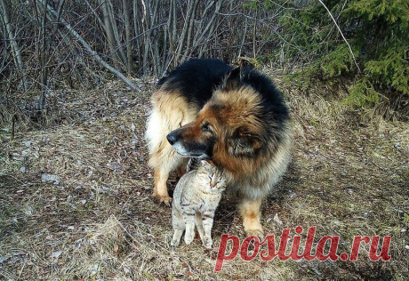Неразлучники. В Печоре полицейская овчарка, списанная со службы, взяла под защиту дворового кота — Лап-Ушки — любимые животные