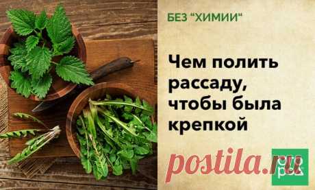 Без "химии": чем полить рассаду, чтобы была крепкой | Рассада (Огород.ru)