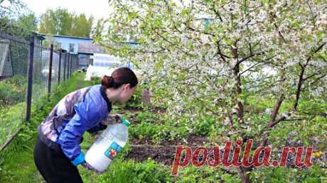 Сливы и вишни будет очень много. Налейте это под деревья весной в апреле - мае! | Сад огород life | Дзен
