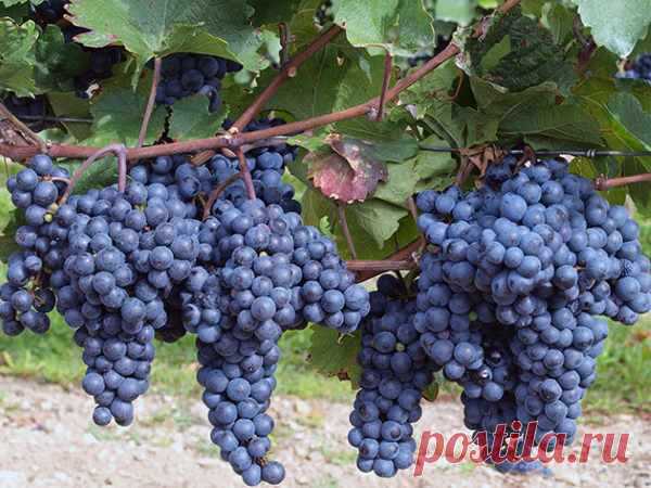 Обрезка винограда для начинающих