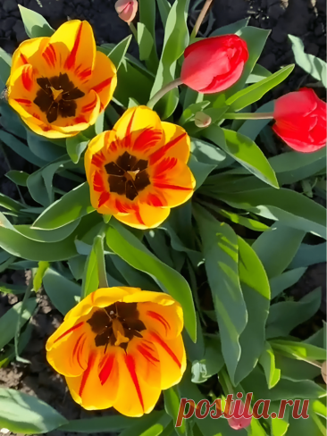 Самые красивые и простые весенние цветы, которые можно вырастить в саду или на балконе &amp;#8211; Agro-Info