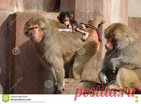 Monky Family Picture. Image: 1854296
