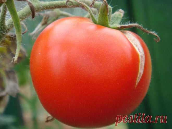 Почему трескаются помидоры при созревании - причины, как устранить
