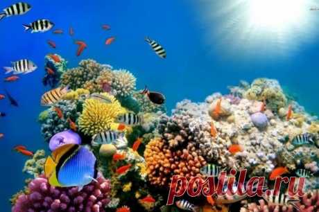 Планета, которую мы теряем: коралловые рифы могут исчезнуть к 2100 году Моря и океаны уже не могут обеспечить животным и растениям идеальные условия для жизни и роста. Это связано с тем, что воды Мирового океана стремительно загрязняются пластиковыми отходами, нагреваются...