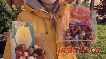 Видео Посадка тюльпанов букетным способом | OK.RU