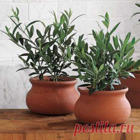 Усадьба | Цветы в доме : Выращиваем оливки на подоконнике