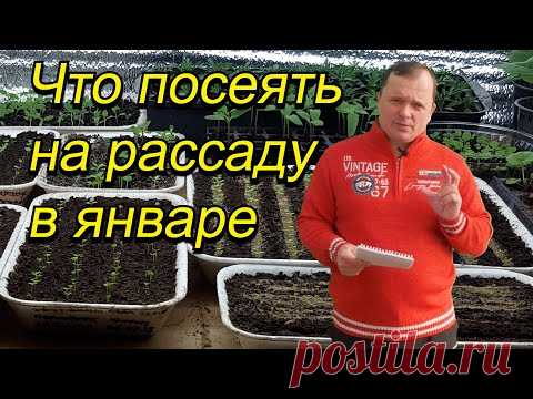 Обязательно это сеем в январе! Наглядный полный список. Не опоздайте!