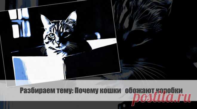 Разбираем тему: Почему кошки обожают коробки Статья автора «VestiNews. Люди, события, факты» в Дзене ✍: Кошки - загадочные и фасцинирующие создания, всегда способные привлекать внимание и вызывать любопытство.