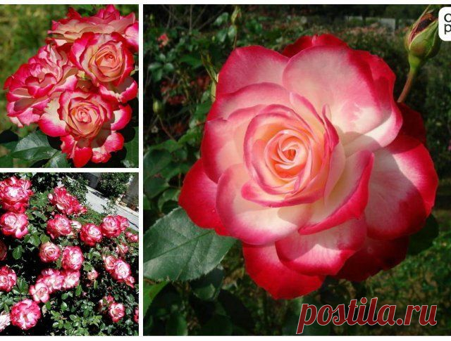 Топ-6 самых красивых роз флорибунда для средней полосы | Розы (Огород.ru)
