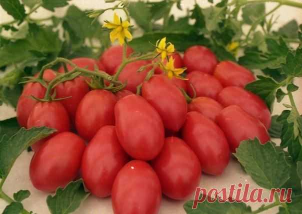 5 маленьких секретов выращивания вкусных помидоров...