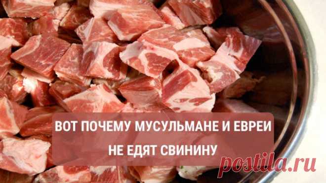 Вот почему евреи и мусульмане не употребляют в пищу мясо свиньи! — Полезные советы