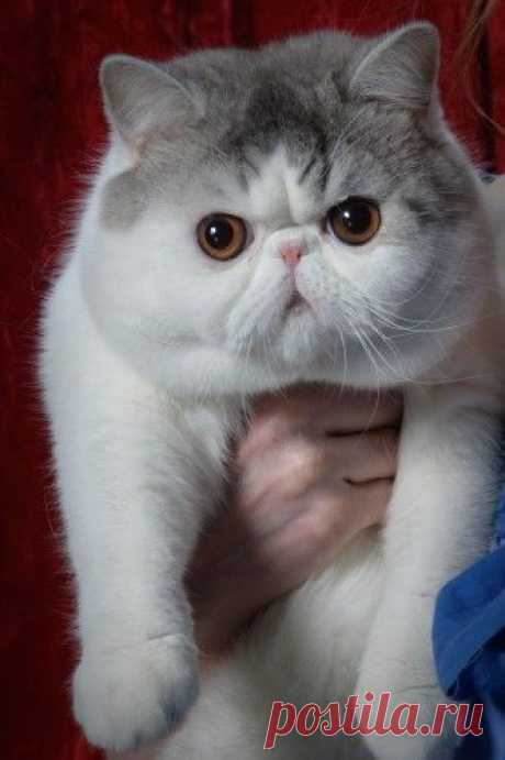 Top 10 Fluffy Cat Breeds List