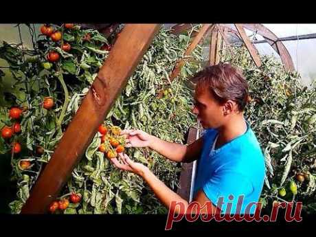 ПОМИДОРЫ Самоподвязка томатов на сетке - ленивый огород - YouTube