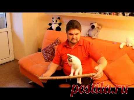 Угловая когтеточка для кошки - YouTube
