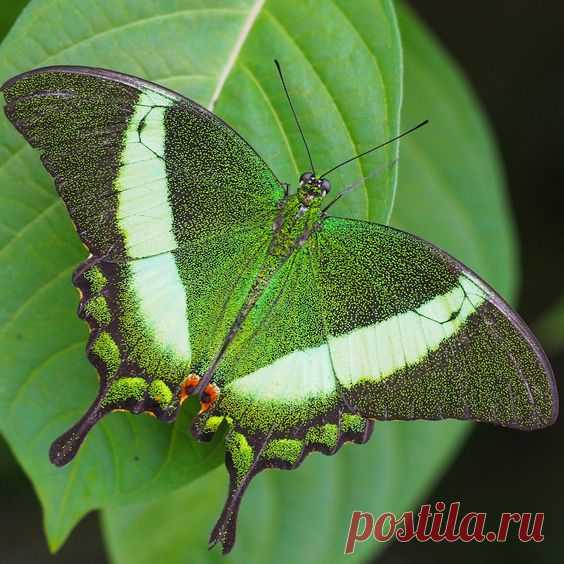 Green Banded Peacock