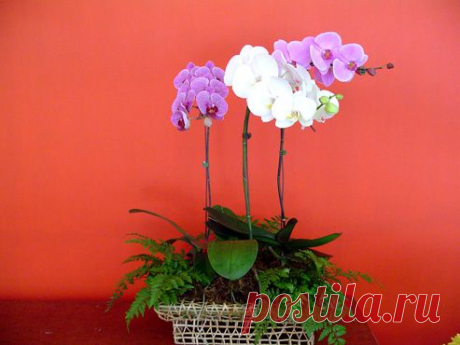 Уход за орхидеей фаленопсис (phalaenopsis) в домашних условиях