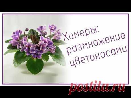 Химеры: размножение цветоносами - YouTube