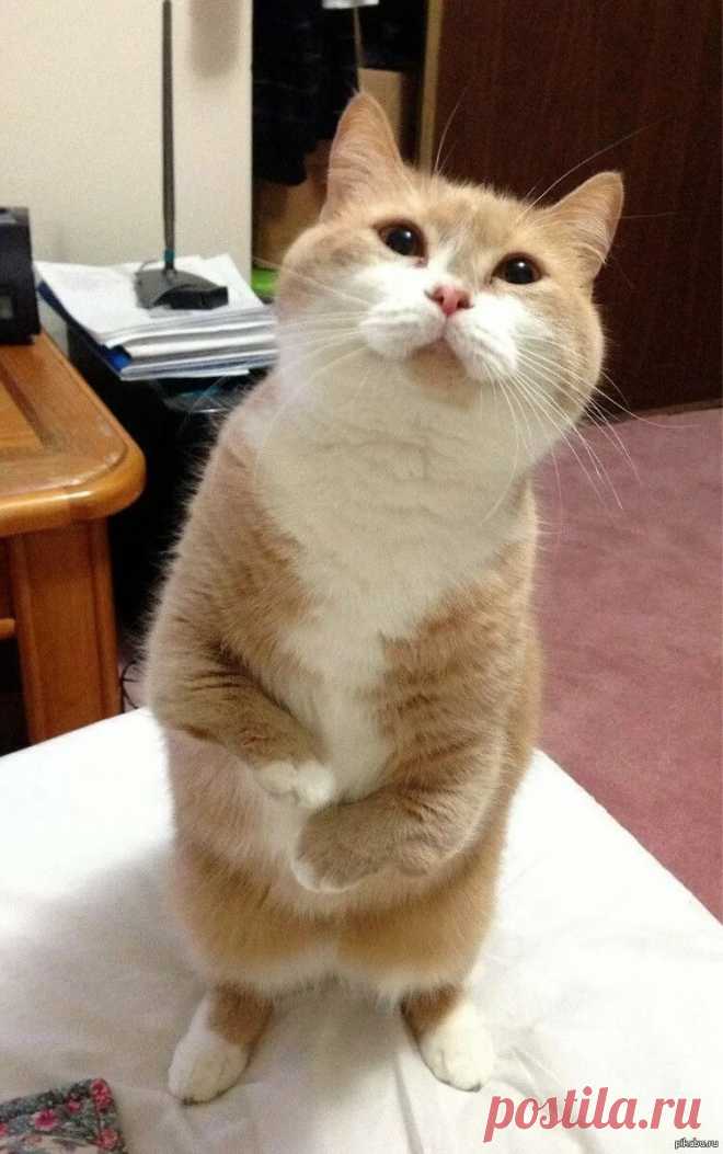 Котик с букетом - 54 фото - картинки: смотреть онлайн