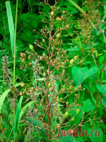 Лекарственное растение Норичник шишковатый (Scrophularia nodosa). Многолетнее растение высотой 50-100 см. Стебель не крылатый, с четырьмя острыми гранями, листорасположение супротивное, листья черешковые, яйцевидно-ланцетные  или сердцевидные, двоякопильчатые. Венчик цветка грязно-коричневый, двугубый, у основания зеленоватый; цветки собраны в верхушечные метелковидные соцветия.
