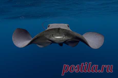 Подводный снимок акул стал лучшим на международном фотоконкурсе - Новости Mail.ru