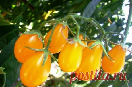 Лучшие сорта томатов для теплиц. Новые сорта томатов на 2015 год | 6 соток