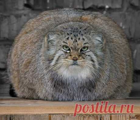 Mega-Chonker Of A Cat Looks Adorably Angry (16 Pics) - I Can Has Cheezburger?