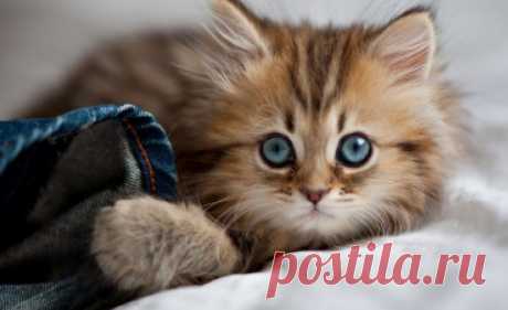 Картинки про милых котят (42 фото) ⭐ Забавник