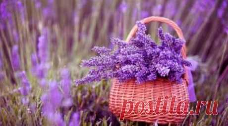 Download Basket Of Lavender Purple Flower 2048x1152 Resolution, Full HD Wallpaper Download Basket Of Lavender Purple Flower Full HD Full High Resolution 2048x1152 Wallpaper, Images, Photos and Pictures Free For Desktop, Laptop, Android and iOS Mobile