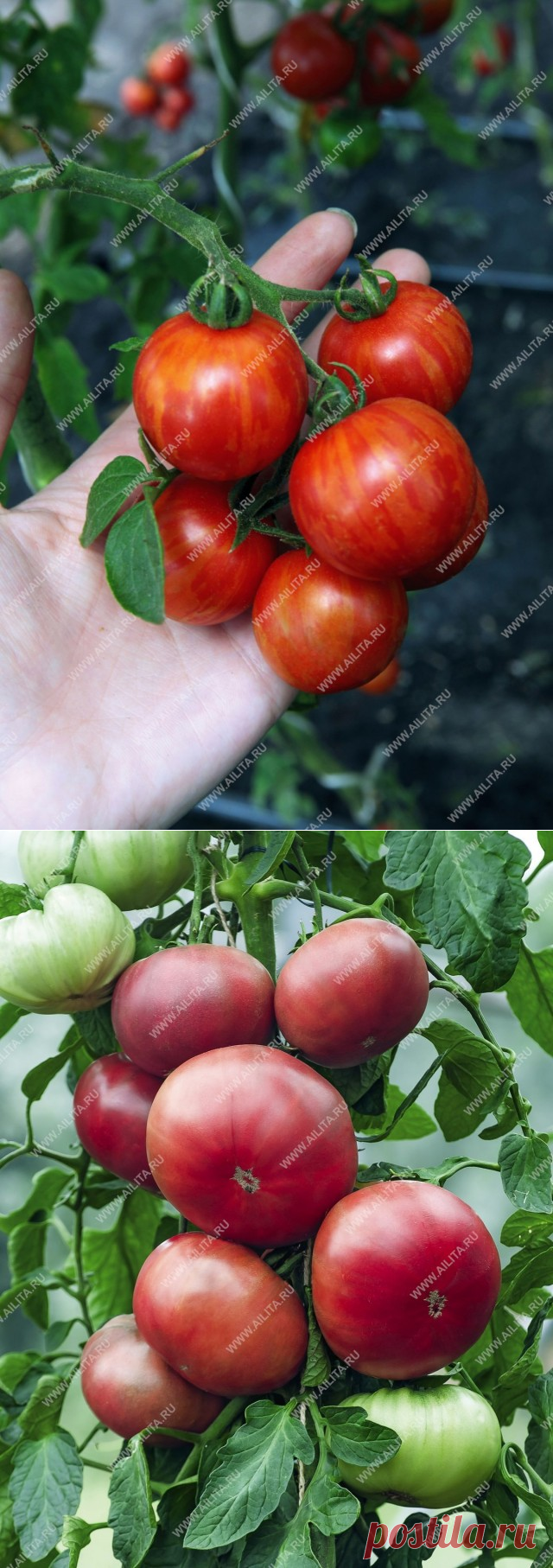 Сорта томатов, которые мы рекомендуем выращивать в сезоне 2019 — Ботаничка