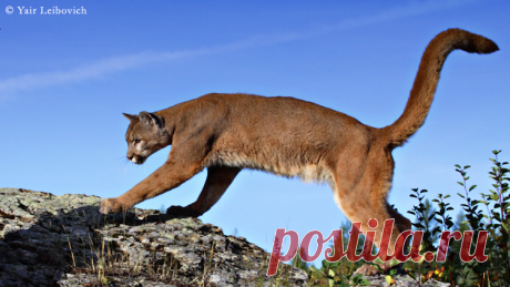 Puma concolor by Yair-Leibovich on DeviantArt