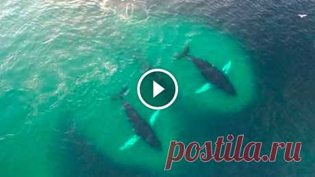 Humpback Whales’ Feeding Frenzy Captured By Drones