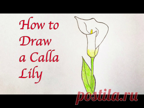 Drawing for Kids : How to Draw a Calla Lily