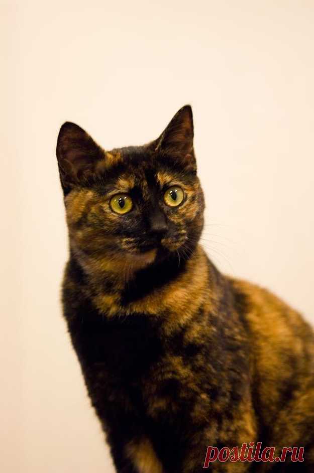 25 Animals That Are Incredibly Proud Of Themselves