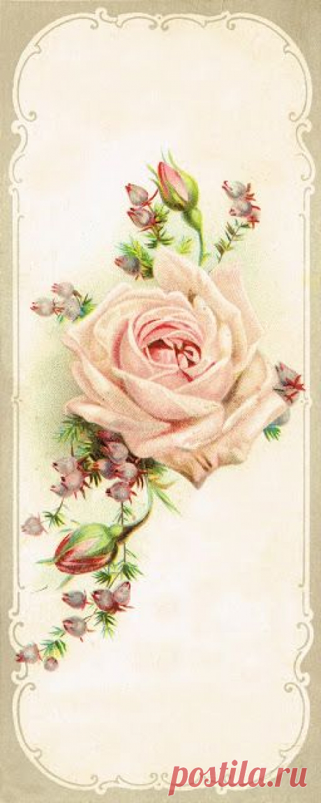 (300) Antique Graphics Wednesday - Beautiful Rose Image | Knick Of Time | Vintage Images