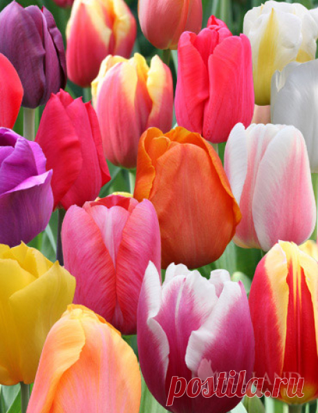 Pastel Mix Triumph Tulip Value Bag Want to add a subtle touch of color to your spring garden? These Pastel Mix Triumph Tulips are soft and romantic, adding just the right hues to your landscape. Great for mass plantings and tucking in between perennials, these tulips are sure to...