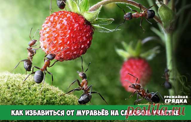 КАК ИЗБАВИТЬСЯ ОТ МУРАВЬЁВ НА САДОВОМ УЧАСТКЕ

10 народных советов, которые стоит попробовать, если вам досаждают эти в общем-то полезные, но на даче нежелательные насекомые

Чем опасны муравьи на даче, знает, пожалуй, каждый садовод. Мало того, что эти прилежные пастухи разводят и заботятся о тле, портящей растения, так еще и поливая своей муравьиной кислотой корни растений, способны погубить их.

Способов борьбы с ними изобретено уже масса. От химических инсцекитицидов (...