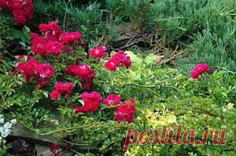 Распространенные сорта почвопокровных роз, фото | Дача - впрок