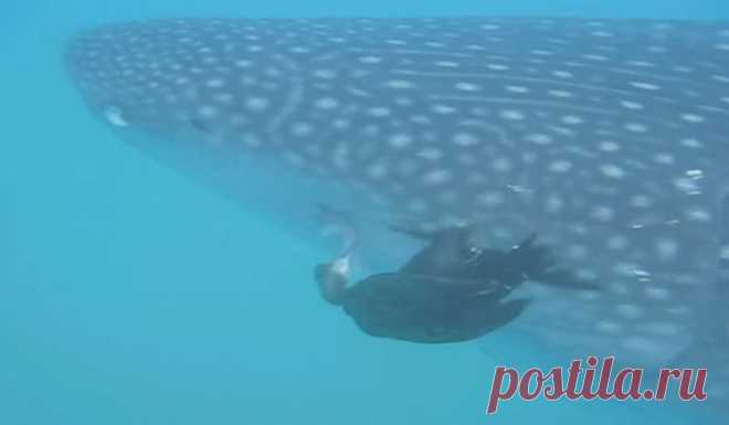 Баклан ловит рыбу на теле акулы: видео — National Geographic Россия