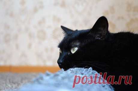 Принесет ли чёрный кот несчастье, главным образом зависит от того, человек ты или мышь. Януш Леон Вишневский