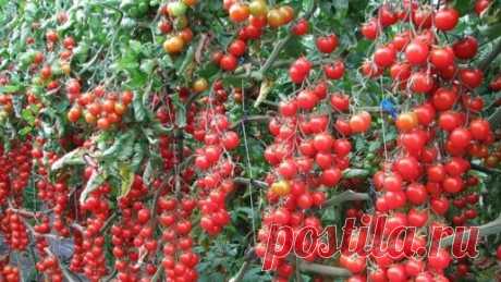 Садово - Цветочный Елены Николаевой | Всего 1 подкормка и томаты завяжут завязей в 3 раза больше и они не будут опадать, проверено годами