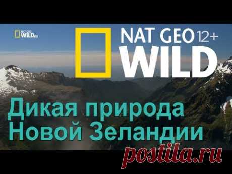 Nat Geo Wild: Дикая природа Новой Зеландии: затерянный рай / Wild New Zealand. Lost Paradise