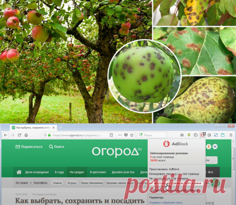 Парша на яблоне и груше: как бороться с болезнью и не допустить ее развития | В саду (Огород.ru)
